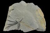 Pennsylvanian Fossil Horsetail (Annularia) Plate - Kentucky #142415-1